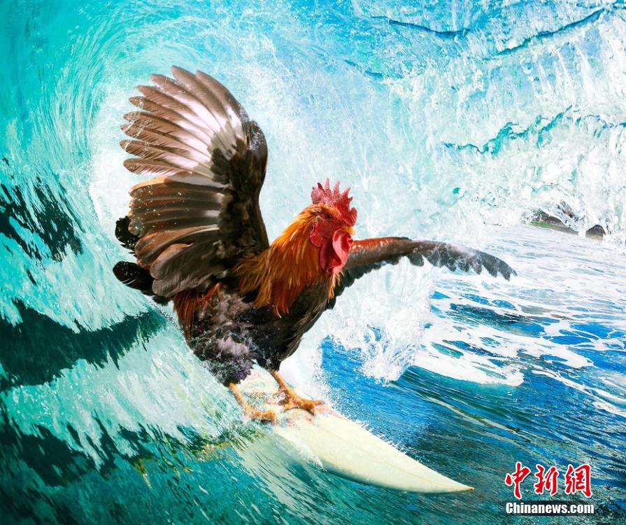 有趣！英國一公司推出公雞日歷