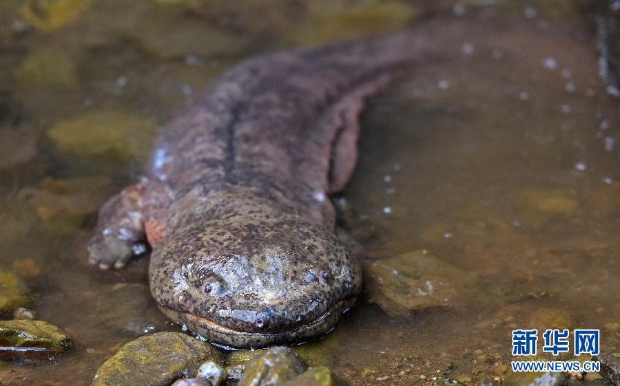 揭開(kāi)娃娃魚(yú)的神秘面紗